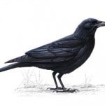 Crow