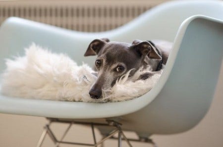 Oscar in Shell Arm Chair: 2013 Photo Contest, Pets Category Winner, by Laura. 