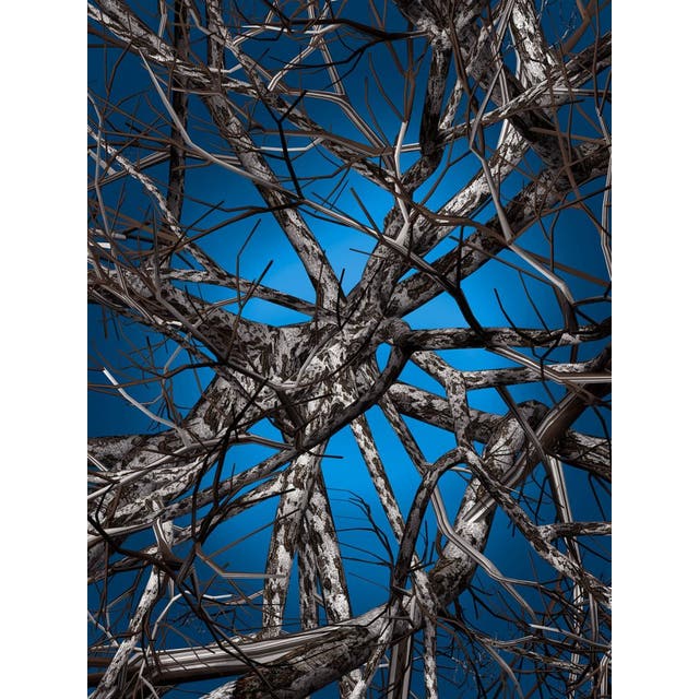 Moooi Liquid Birch Carpet