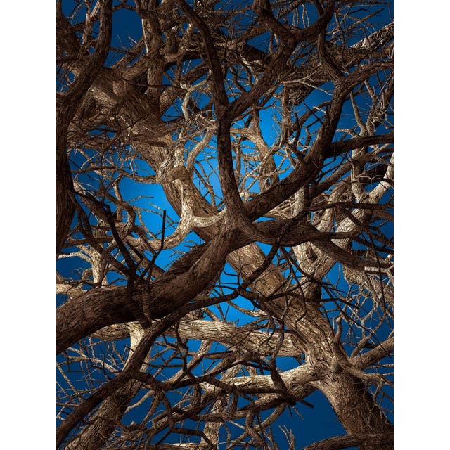 Moooi Liquid Maple Carpet