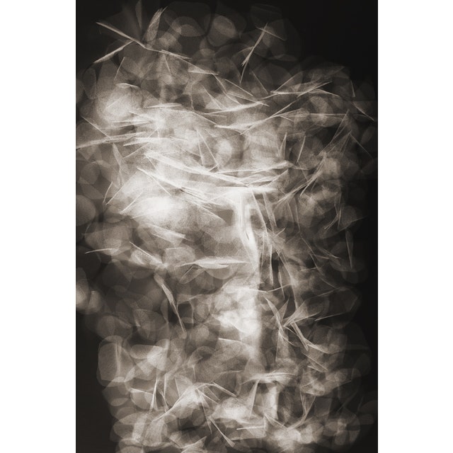 Moooi Pluck their Petals Tumbling Petals Carpet