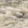 Pampas